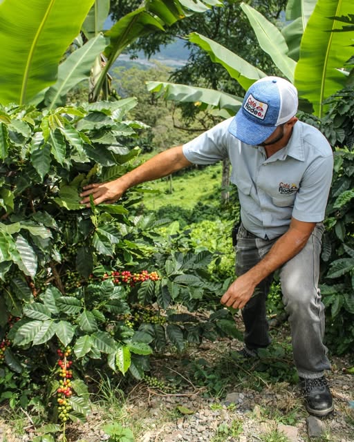 Una persona observa las plantas de café en una fotografía publicada por Café el Rodeo